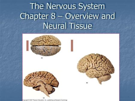 The Nervous System Chapter 8 – Overview and Neural Tissue.