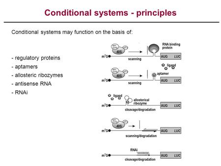 Conditional systems - principles Conditional systems may function on the basis of: - regulatory proteins - aptamers - allosteric ribozymes - antisense.