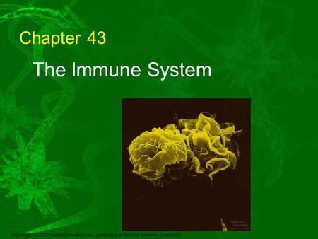 Copyright © 2008 Pearson Education, Inc., publishing as Pearson Benjamin Cummings Chapter 43 The Immune System.