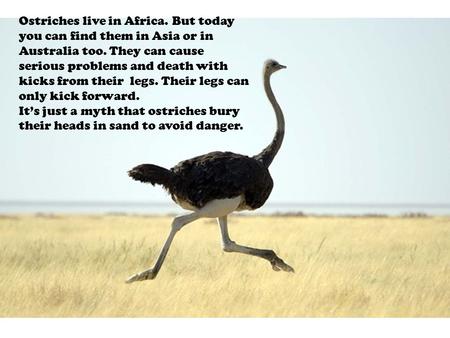 Ostriches live in Africa. But today you can find them in Asia or in Australia too. They can cause serious problems and death with kicks from their legs.