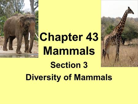 Chapter 43 Mammals Section 3 Diversity of Mammals.