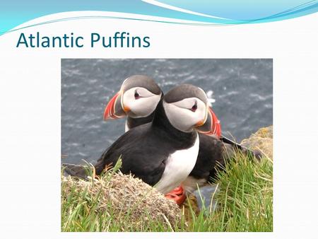 Atlantic Puffins. Classification Kingdom: Animalia Phylum: Chordata Class: Aves Order: Charadriformes Family: Alcidae Genus: Fratercula.