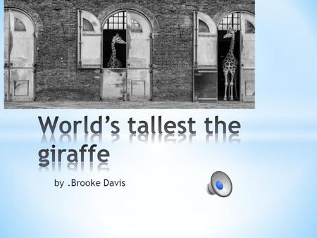 by.Brooke Davis How giraffes interact with its predators is when a loin comes the giraffe starts to run with its long legs. But a giraffe can only for.