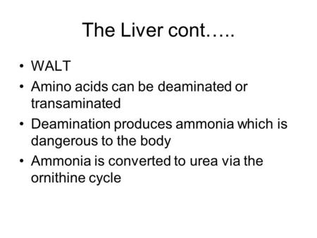 The Liver cont….. WALT Amino acids can be deaminated or transaminated Deamination produces ammonia which is dangerous to the body Ammonia is converted.