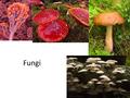 Fungi. Fungi Basics Eukaryotic (4 Eukaryote kingdoms = animals, plants, fungi, & protists) Multicellular Heterotrophic (decomposers) Cell Walls.