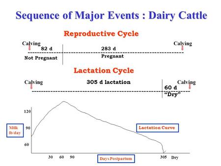 Sequence of Major Events : Dairy Cattle Reproductive Cycle ---------------------------------------------------------------- Calving Not Pregnant 283 d82.