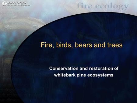 Fire, birds, bears and trees Conservation and restoration of whitebark pine ecosystems.