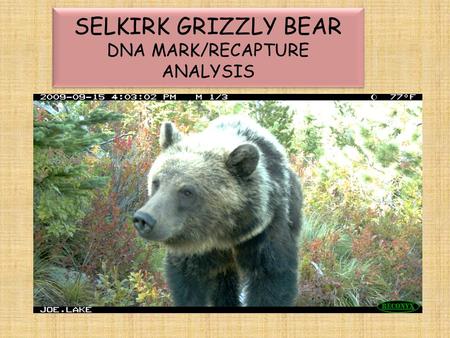 SELKIRK GRIZZLY BEAR DNA MARK/RECAPTURE ANALYSIS.