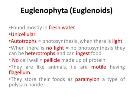 Euglenophyta (Euglenoids) Found mostly in fresh water Unicellular Autotrophs = photosynthesis,when there is light When there is no light = no photosynthesis.