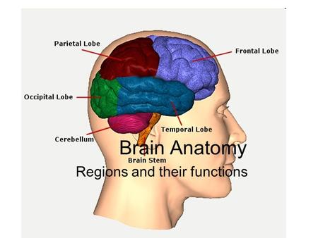 Brain Anatomy Regions and their functions. 4 major regions Cerebral hemispheres Diencephalon Brain stem Cerebellum.