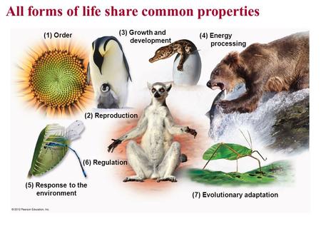 (1) Order (2) Reproduction (3) Growth and development (4) Energy processing (7) Evolutionary adaptation (6) Regulation (5) Response to the environment.