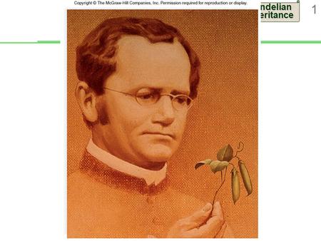 Mendelian Inheritance 1. 2 Gregor Mendel Austrian monk  Studied science and mathematics at University of Vienna  Conducted breeding experiments with.