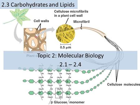 Topic 2: Molecular Biology 2.1 – 2.4 2.3 Carbohydrates and Lipids.