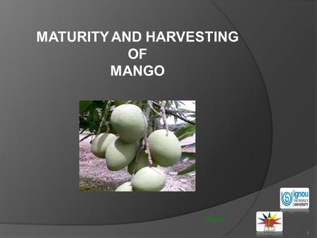 MATURITY AND HARVESTING OF