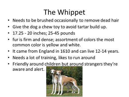 The Whippet Needs to be brushed occasionally to remove dead hair Give the dog a chew toy to avoid tartar build up. 17.25 - 20 inches; 25-45 pounds fur.