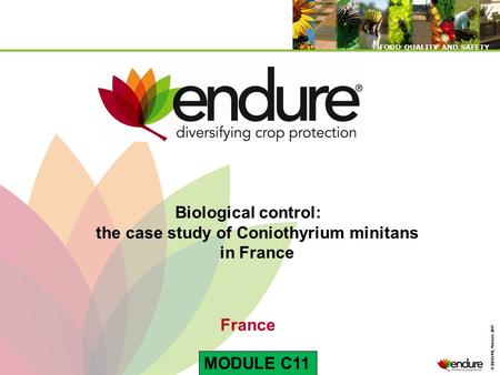 © ENDURE, February 2007 FOOD QUALITY AND SAFETY © ENDURE, February 2007 FOOD QUALITY AND SAFETY Biological control: the case study of Coniothyrium minitans.