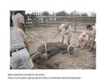 Baby elephant trained to lay down