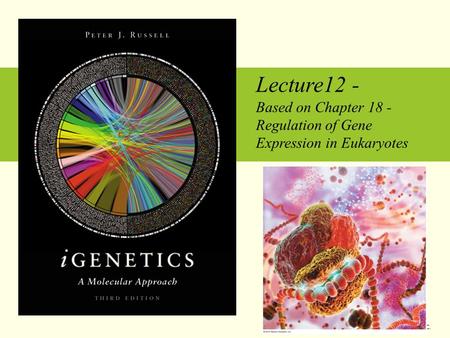 Lecture12 - Based on Chapter 18 - Regulation of Gene Expression in Eukaryotes Copyright © 2010 Pearson Education Inc.