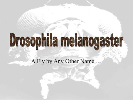 Drosophila melanogaster