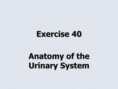 Anatomy of the Urinary System