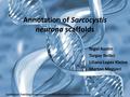 Annotation of Sarcocystis neurona scaffolds Nigel Austin Turgay Ibrikci Liliana Lopez Kleine Marton Megyeri Caribbean Training Programme on Bioinformatics.