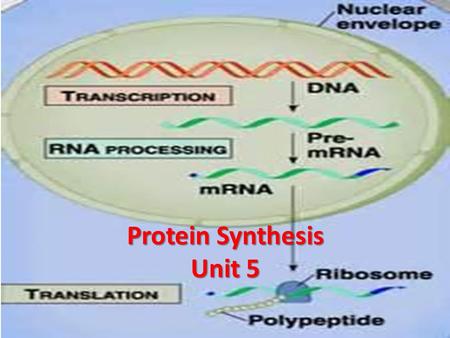 Protein Synthesis Unit 5. Protein Synthesis DNA  RNA  Proteins 4 Steps: 1)Transcription  information is DNA is copied to RNA (nucleic acid  nucleic.