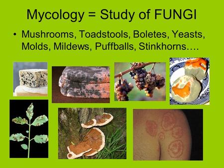 Mycology = Study of FUNGI Mushrooms, Toadstools, Boletes, Yeasts, Molds, Mildews, Puffballs, Stinkhorns….