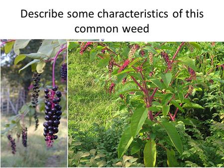 Describe some characteristics of this common weed.