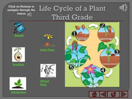 Seeds Seedling Wilted Plant Adult Plant Adolescent Click on Pictures to navigate through the lesson.