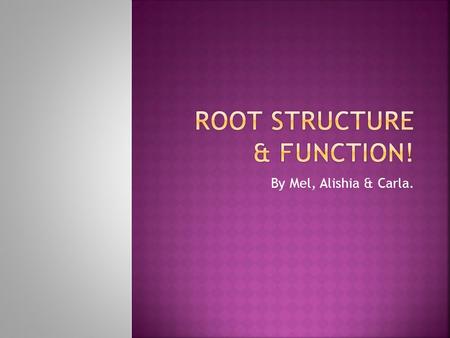 By Mel, Alishia & Carla..  There are two basic patterns of root growth:  The tap-root system found, for example, in dandelions.  The fibrous system.