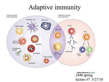 Adaptive immunity 2440 spring lecture #7 5/27/10.