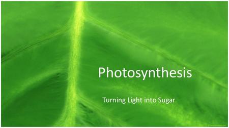 Photosynthesis Turning Light into Sugar. By the end I will be able to… o explain how energy is absorbed by pigments, transferred through the reduction.