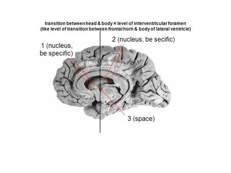 transition between head & body = level of interventricular foramen