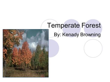 Temperate Forest By: Kenady Browning. eastern North America northeastern Asia western and central Europe.