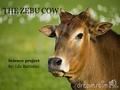 Science project By: Lila Battistini  Kingdom: Animalia  Phylum: Chordata  Class: Mammalia  The common name: Zebu Cow  The scientific name: Bos Indicus.