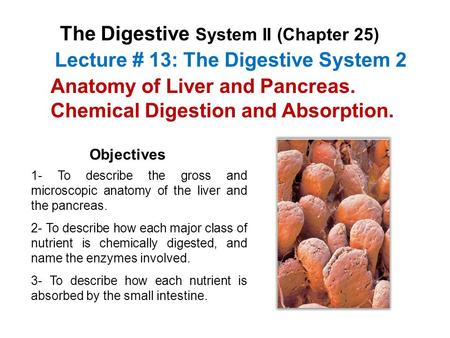 Lecture # 13: The Digestive System 2 The Digestive System II (Chapter 25) Objectives 2- To describe how each major class of nutrient is chemically digested,