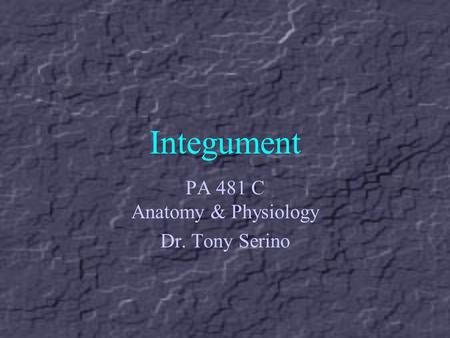 Integument PA 481 C Anatomy & Physiology Dr. Tony Serino.