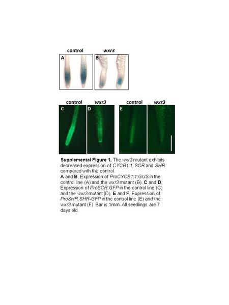 Supplemental Figure 1. The wxr3 mutant exhibits decreased expression of CYCB1;1, SCR and SHR compared with the control. A and B, Expression of ProCYCB1;1:GUS.