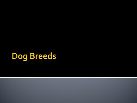  First Domestic dogs – 10,000 years ago  Different groups  Form and Function  American Kennel Club (AKC)  Established in 1884  Promote advancement.