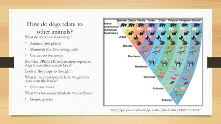 How do dogs relate to other animals? What do we know about dogs? Animals (not plants) Mammals (fur, live young, milk) Carnivores (eat meat) But what SPECIFIC.