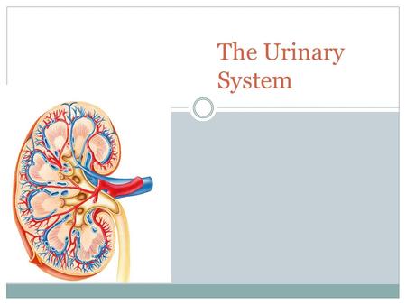 The Urinary System. 2 Paired kidneys A ureter for each kidney Urinary bladder Urethra Also known as the RENAL SYSTEM.