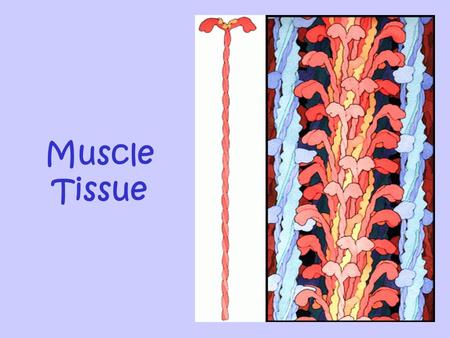 Muscle Tissue. Review Questions: What are the three types of muscle tissue? From which embryonic germ layer are they derived? What are the special characteristics.