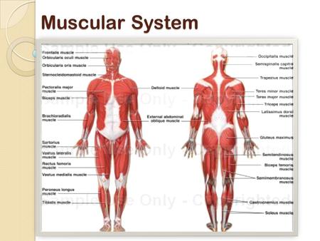 Muscular System. Muscular System Functions: 1. produce movement 2. Maintain posture 3. Stabilize joints 4. Generate heat 5. Move substances (fluid, food.