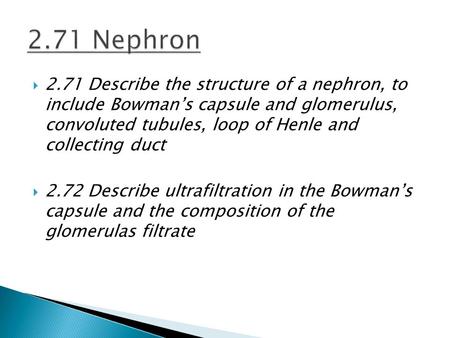  2.71 Describe the structure of a nephron, to include Bowman’s capsule and glomerulus, convoluted tubules, loop of Henle and collecting duct  2.72 Describe.