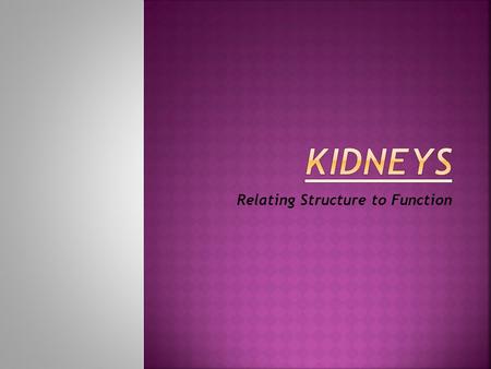 Relating Structure to Function.  There are two pairs of kidneys located in the abdominal cavity (small of the back)  They are dark red organs shaped.