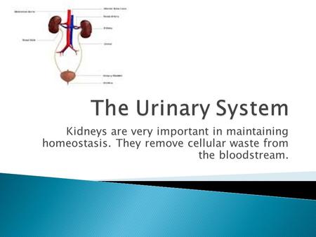 Kidneys are very important in maintaining homeostasis. They remove cellular waste from the bloodstream.