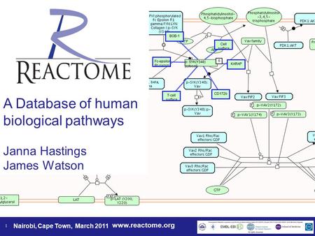 Www.reactome.org Nairobi, Cape Town, March 2011 1 A Database of human biological pathways Janna Hastings James Watson.