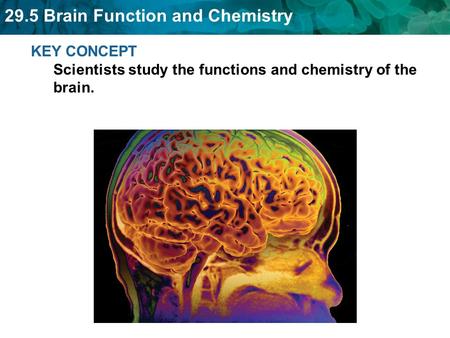 29.5 Brain Function and Chemistry KEY CONCEPT Scientists study the functions and chemistry of the brain.