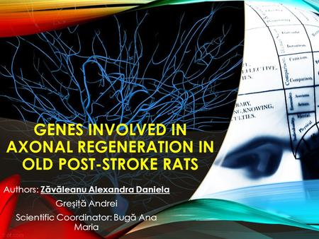 GENES INVOLVED IN AXONAL REGENERATION IN OLD POST-STROKE RATS Authors: Z ă v ă leanu Alexandra Daniela Greşiţ ă Andrei Scientific Coordinator: Bug ă Ana.