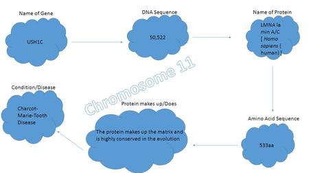 Name of Gene USH1C DNA Sequence 50,522 Name of Protein LMNA la min A/C [ Homo sapiens ( human) ] Amino Acid Sequence 533aa Condition/Disease Protein makes.